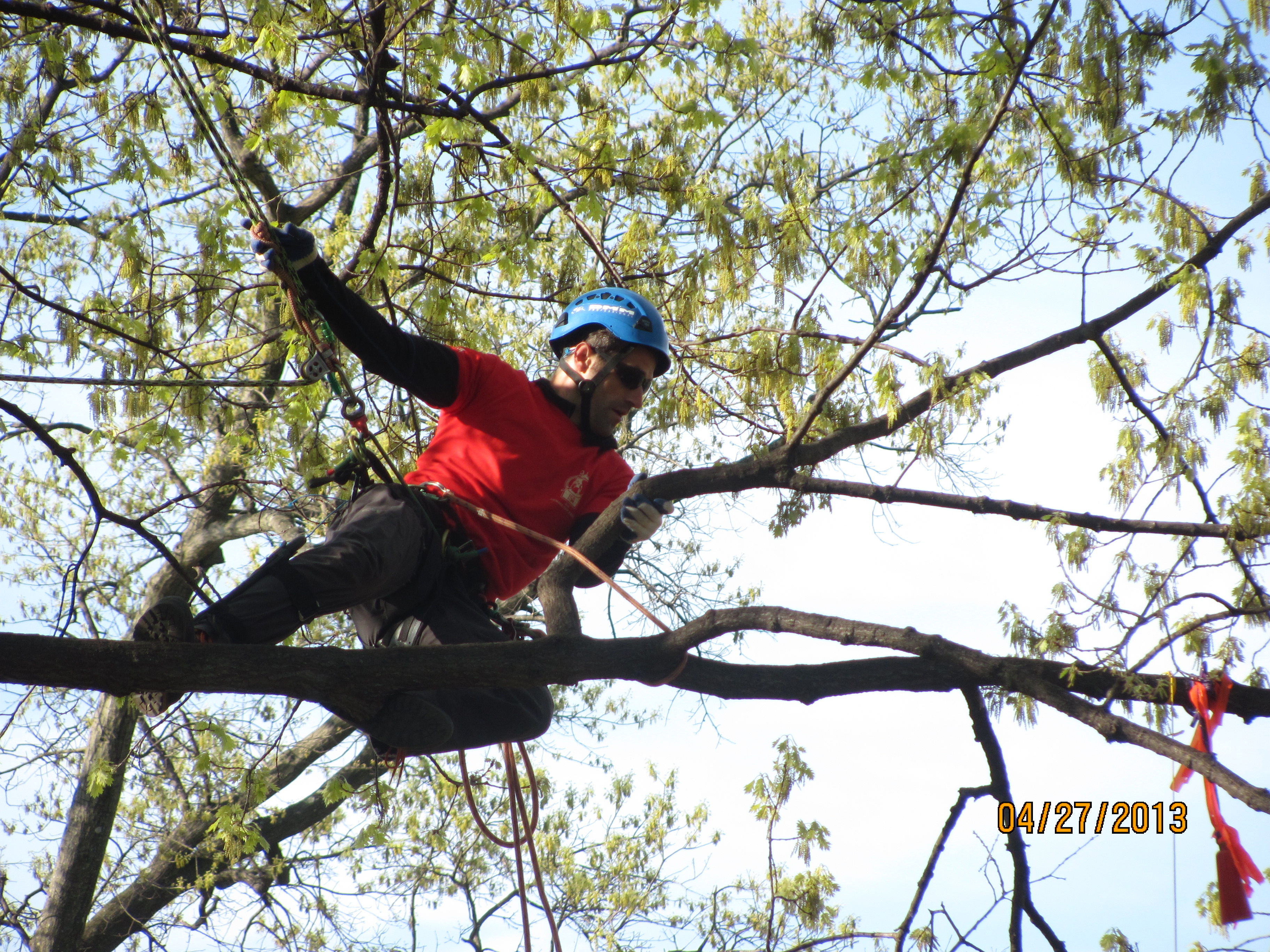 North American Tree Climbing Championship MSA